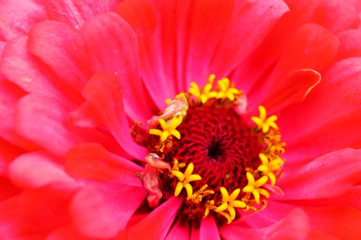 dahlia in blossom, detail