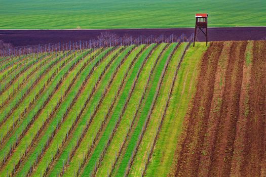 Spring time in Moravia Tuscany, South Moravian wine region