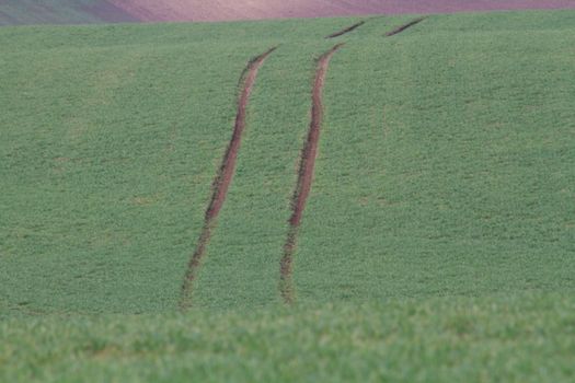 Spring time in Moravia Tuscany, South Moravian wine region