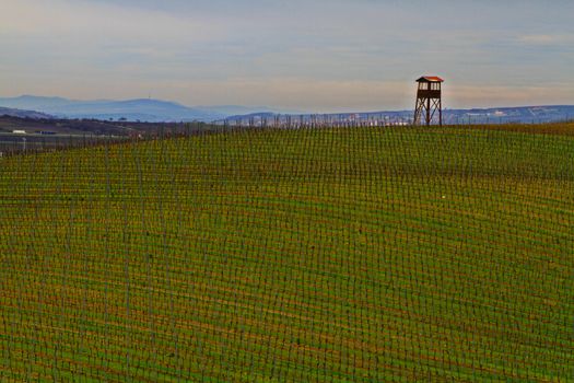 Spring time in Moravia Tuscany, South Moravian wine region