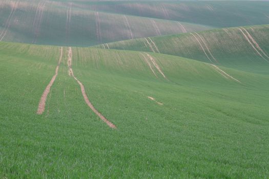 Spring time in Moravia Tuscany, South Moravian wine region