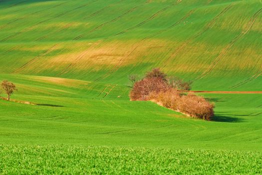 Spring time in Moravia Tuscany, South Moravian wine region