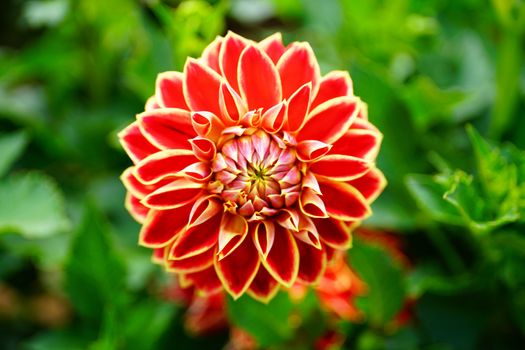 dahlia in blossom, detail