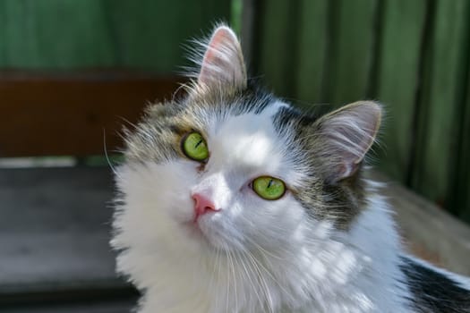 Cat face close up with green big eyes in highlights. Feline, focused look