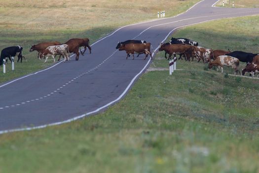 A herd of cows on the road in the steppe, cross the road