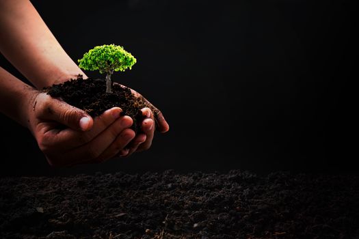 World environment day and save environment concept, close up hand holding soil with seedling plant or small tree with dark ground, save and protect earth concept