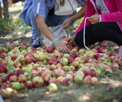 Two women sort the colorful apples on the ground. Detail shop