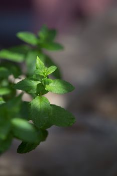 Mint plants photographed in the morning light in selective focus with dew drops on the leaves