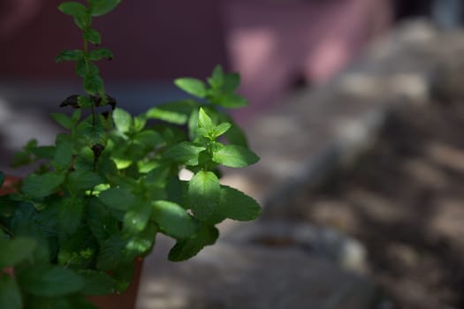 Mint plants photographed in the morning light in selective focus with dew drops on the leaves