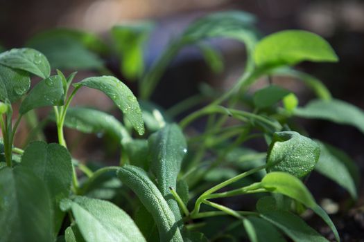 Sage plants photographed in the morning light in selective focus with dew drops on the leaves