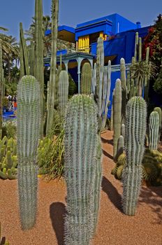 The old studio building of Jacques Majorelle, Majorelle in Marrakech with a display of immaculate cactus and succulents