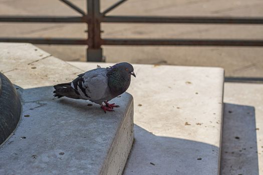 Pigeon walks on the sidewalk in Venice in Italy