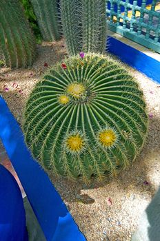 A close up view of the Echinocatos grusonii in Marrakech garden