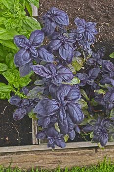 Close up of Italian sweet and purple Basil in a herb garden