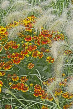 Colourful garden flower border with Heleniums Waldraut and ornamental grass Pennisetum villosum