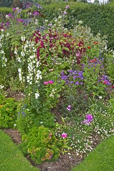 Colourful flower bed with mixed planting including roses, amaranthus, zinnia and antirrhinums