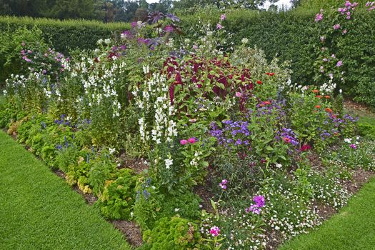Colourful flower border with mixed planting including roses, amaranthus, zinnia and antirrhinums