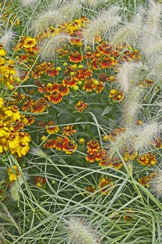 Colourful garden flower border with Heleniums Waldraut and ornamental grass Pennisetum villosum