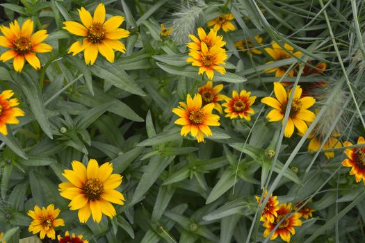 Close up of a flower border with Coreopsis 'Gold and Bronze' in a cottage garden