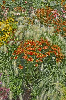 Colourful garden flower border with Heleniums Waldraut and ornamental grass Pennisetum villosum