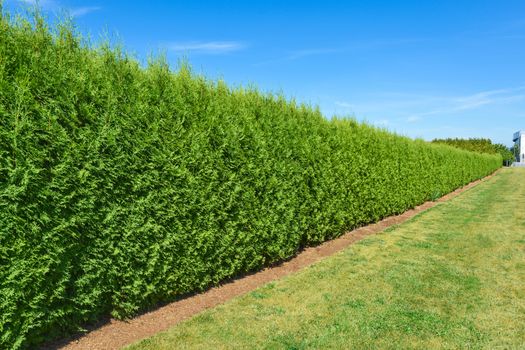 Long green hedge with a lawn and blue sky background