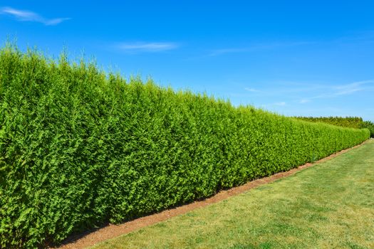 Long green hedge with a lawn and blue sky background