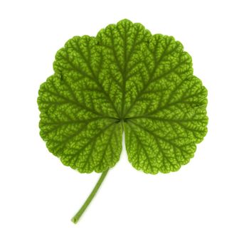 leaf of a geranium aka cranesbill plant (scientific classification Geraniales) over white background