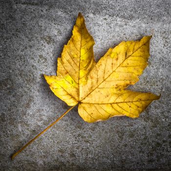 Yellow leaf lays on dark road