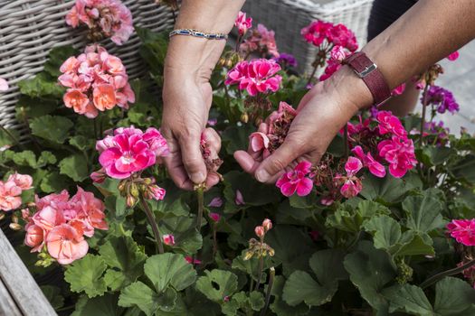 geranium trailing,woman dead heading picking off dead flowers with her hands in a english garden full of flowers