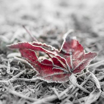 Autumn leaf in the frost. Extreme close-up. Defocused blurry background.