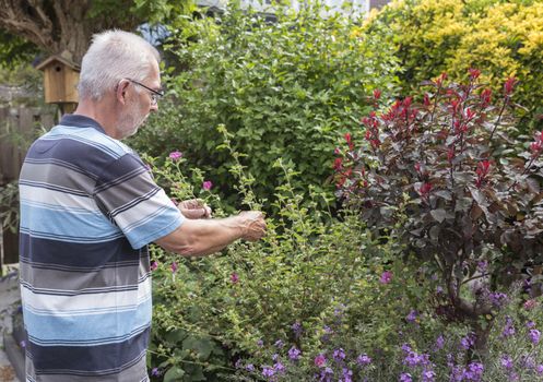 man woking in his garden full of flowers as petunia,trees,and other flowring plants and picking off dead flowers with his hands in a english garden