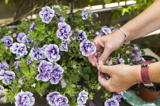 Petunia trailing,woman dead heading picking off dead flowers with her hands in a english garden full of flowers