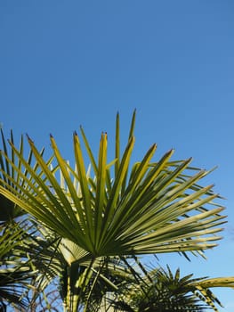 palm tree (Arecaceae) tree leaves useful as a background with copy space