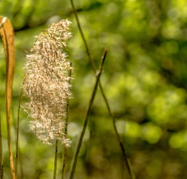 Blooming reed (Phragmites) in bright sunshine against an intentionally blurred green background, germany