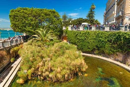 Syracuse - April 2019, Sicily, Italy: The Fountain of Arethusa on the island of Ortygia. Papyrus plants surrounded with water. Famous landmark situated in the historical center of Syracuse