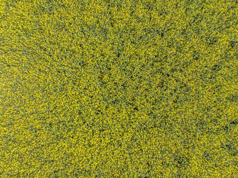 Aerial view of a field with yellow rape in bloom on a field as background, made with drone