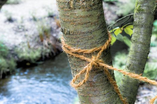 Young tree with a loop tied tightly to it, germany