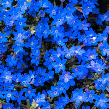 Small dark blue flowers (Myosotis) that grow closely together and form a blue to violet background.