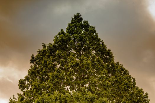 Abstract image of a triangle formed by a treetop in front of a gloomy and threatening sky, germany