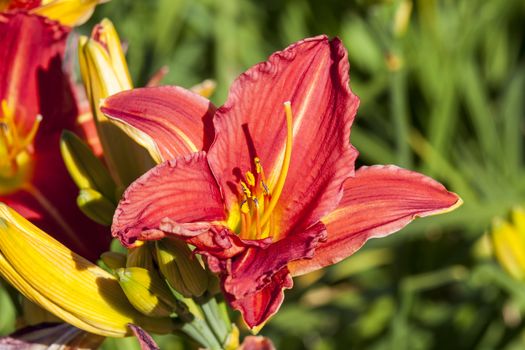 Hemerocallis 'Morocco Red' a spring flowering plant commonly known as daylily