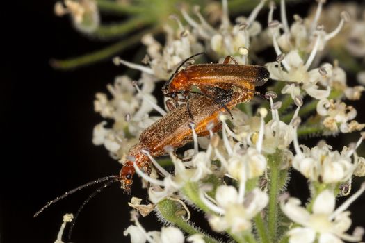 Cardinal beetle (pyrochroa coccinea) red headed insect which are mating on a springtime summer flower