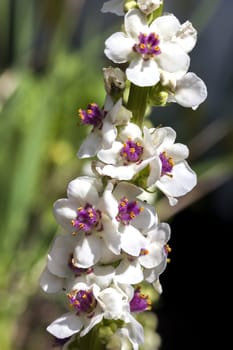 Verbascum chaixii 'Album' a white herbaceous springtime summer flower plant commonly known as mullein or velvet plant