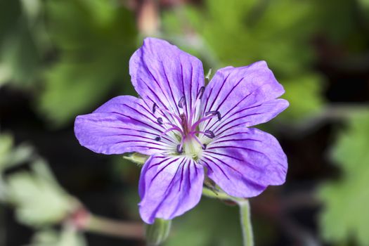 Geranium wlassovianum blue purple herbaceous springtime summer flower plant commonly known as cranesbill