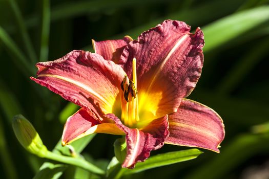 Hemerocallis 'Little Wine Cup' a spring flowering plant commonly known as daylily