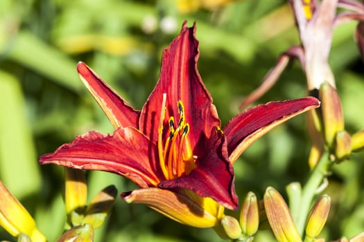 Hemerocallis 'Stafford' a spring flowering plant commonly known as daylily
