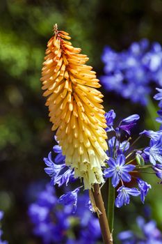 Kniphofia 'Tubergeniana' a springtime summer autumn yellow orange  herbaceous flower plant commonly known as red hot poker or torch lily