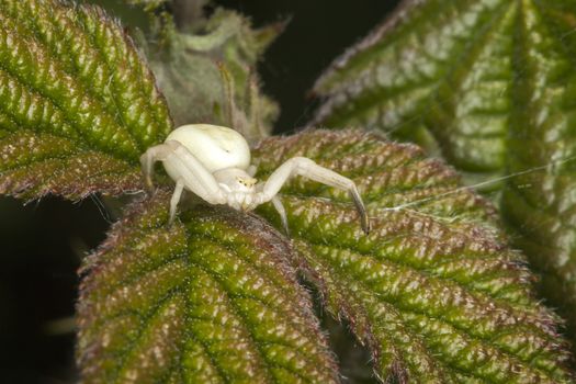 White crab spider which waits in ambush to catch its prey