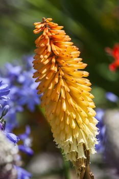 Kniphofia 'Tubergeniana' a springtime summer autumn yellow orange  herbaceous flower plant commonly known as red hot poker or torch lily