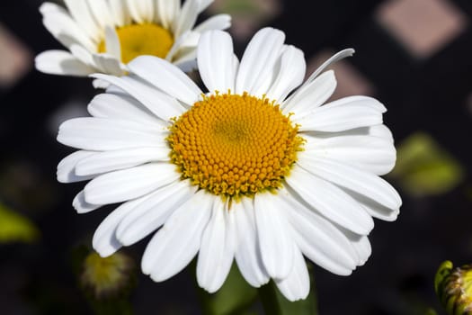 Leucanthemum 'Snow Lady' a spring summer flowering plant commonly known as Shasta daisy