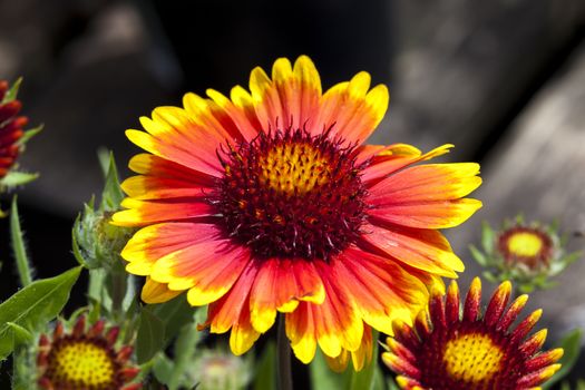 Gaillardia 'Arizona Sun' a spring summer flowering plant commonly known as blanket flower